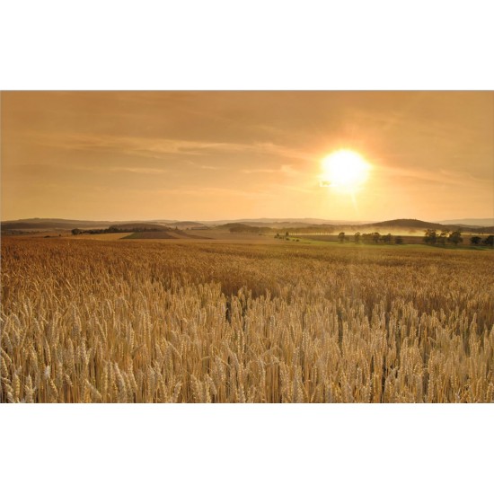 Photo mural wheat field at sunset Photo mural wheat field at sunset