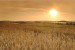 Photo mural wheat field at sunset