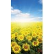 Wall mural field with sunflowers