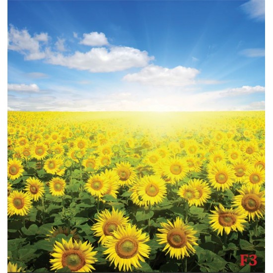 Wall mural field with sunflowers