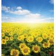 Wall mural field with sunflowers