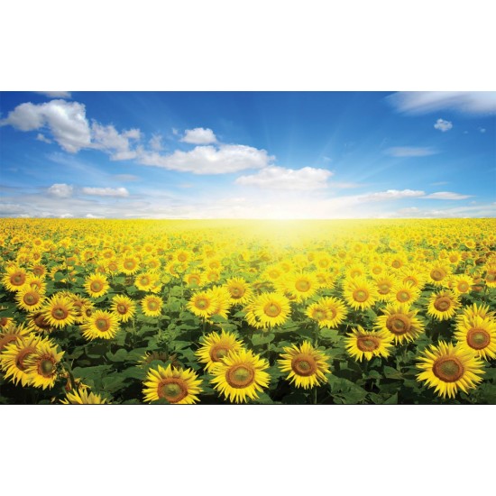 Wall mural field with sunflowers