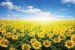 Wall mural field with sunflowers