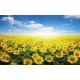 Wall mural field with sunflowers