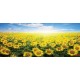 Wall mural field with sunflowers