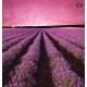 Photo mural night view of lavender field Photo mural night view of lavender field