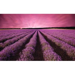 Photo mural night view of lavender field