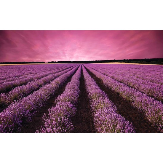 Photo mural night view of lavender field Photo mural night view of lavender field