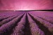 Photo mural night view of lavender field