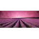 Photo mural night view of lavender field Photo mural night view of lavender field