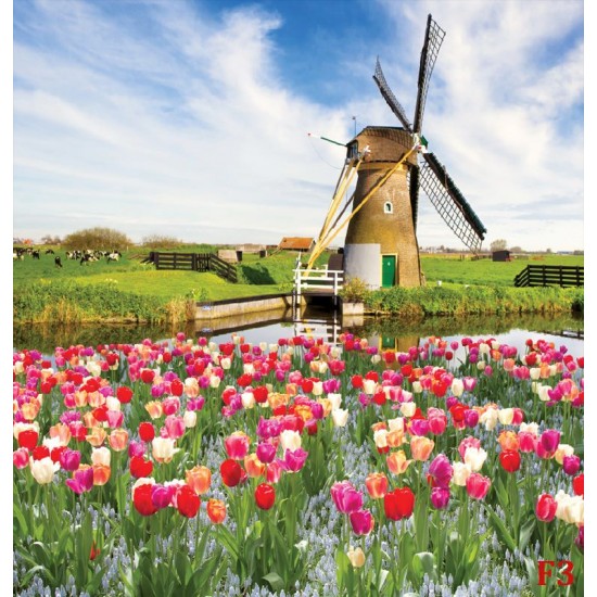 Wallpapers mural beautiful tulips with a windmill Wallpapers mural beautiful tulips with a windmill