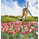 Wallpapers mural beautiful tulips with a windmill Wallpapers mural beautiful tulips with a windmill