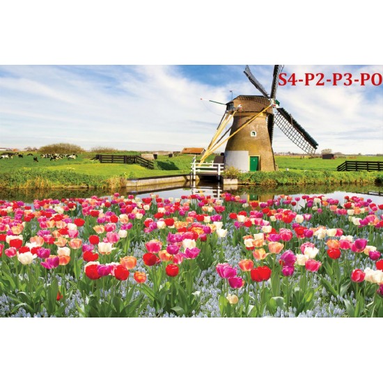 Wallpapers mural beautiful tulips with a windmill Wallpapers mural beautiful tulips with a windmill