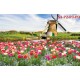 Wallpapers mural beautiful tulips with a windmill Wallpapers mural beautiful tulips with a windmill