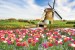 Wallpapers mural beautiful tulips with a windmill