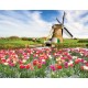Wallpapers mural beautiful tulips with a windmill Wallpapers mural beautiful tulips with a windmill