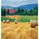 Wallpapers mural beautiful view meadow with bales