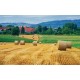 Wallpapers mural beautiful view meadow with bales