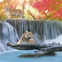 Wallpapers mural beautiful view with tigers and waterfall