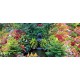 Photo mural fabulously beautiful garden waterfall Photo mural fabulously beautiful garden waterfall
