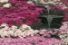 Photo mural garden waterfall with pink flowers