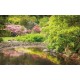 Wallpapers mural beautiful garden pond Wallpapers mural beautiful garden pond
