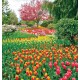 Wallpapers beautiful tulips garden Wallpapers beautiful tulips garden