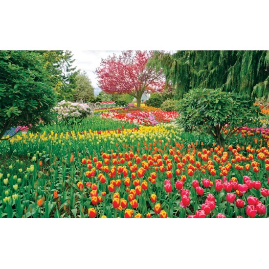 Wallpapers beautiful tulips garden Wallpapers beautiful tulips garden