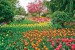 Wallpapers beautiful tulips garden