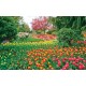 Wallpapers beautiful tulips garden Wallpapers beautiful tulips garden