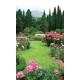 Wallpapers garden view with beautiful roses Wallpapers garden view with beautiful roses