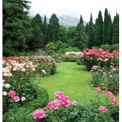 Wallpapers garden view with beautiful roses