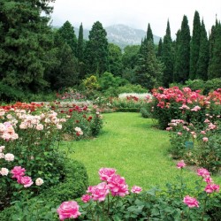 Wallpapers garden view with beautiful roses