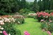 Wallpapers garden view with beautiful roses