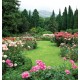 Wallpapers garden view with beautiful roses Wallpapers garden view with beautiful roses