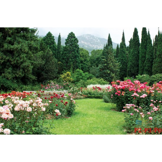 Wallpapers garden view with beautiful roses Wallpapers garden view with beautiful roses