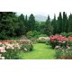Wallpapers garden view with beautiful roses Wallpapers garden view with beautiful roses