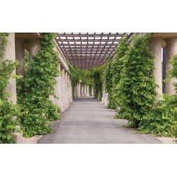Wallpapers mural garden alley with greenery and columns