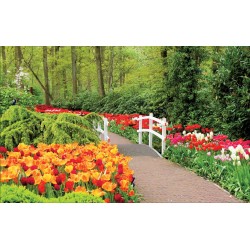 Wallpapers mural gardens with tulips and white catwalk