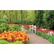 Wallpapers mural gardens with tulips and white catwalk