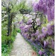 Wallpapers mural garden path with purple flowers