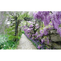 Wallpapers mural garden path with purple flowers