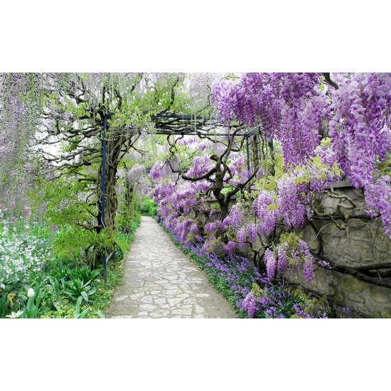 Wallpapers mural garden path with purple flowers