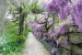 Wallpapers mural garden path with purple flowers