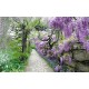Wallpapers mural garden path with purple flowers