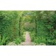 Wall mural green garden arch 3