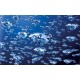 Wallpapers mural rain falling diamonds in 2 colors Wallpapers mural rain falling diamonds in 2 colors