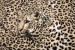 Wallpapers mural leopard texture in beige-brown