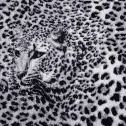 Wallpapers mural leopard texture in purple and black