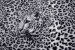 Wallpapers mural leopard texture in purple and black